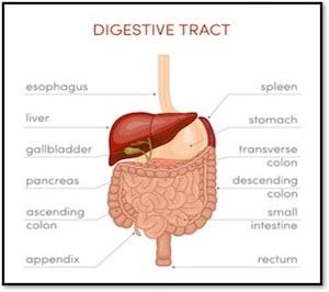 Digestive Tract